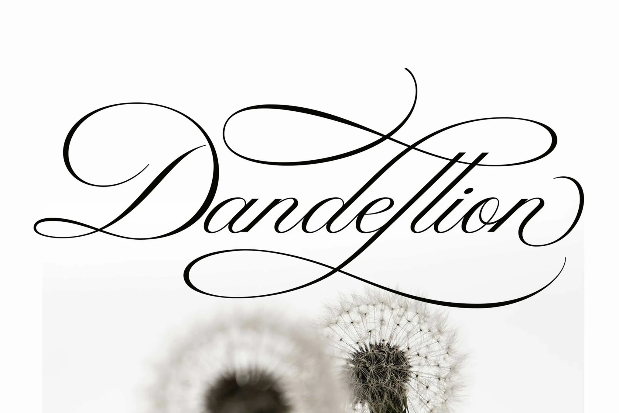 Dandellion